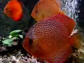 Discus Red Spotted  20.06.07-Bulgaria ORLIN