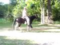 Skip - Spotted Saddle Horse gelding