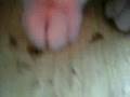 Six-Toed Kitty ;D