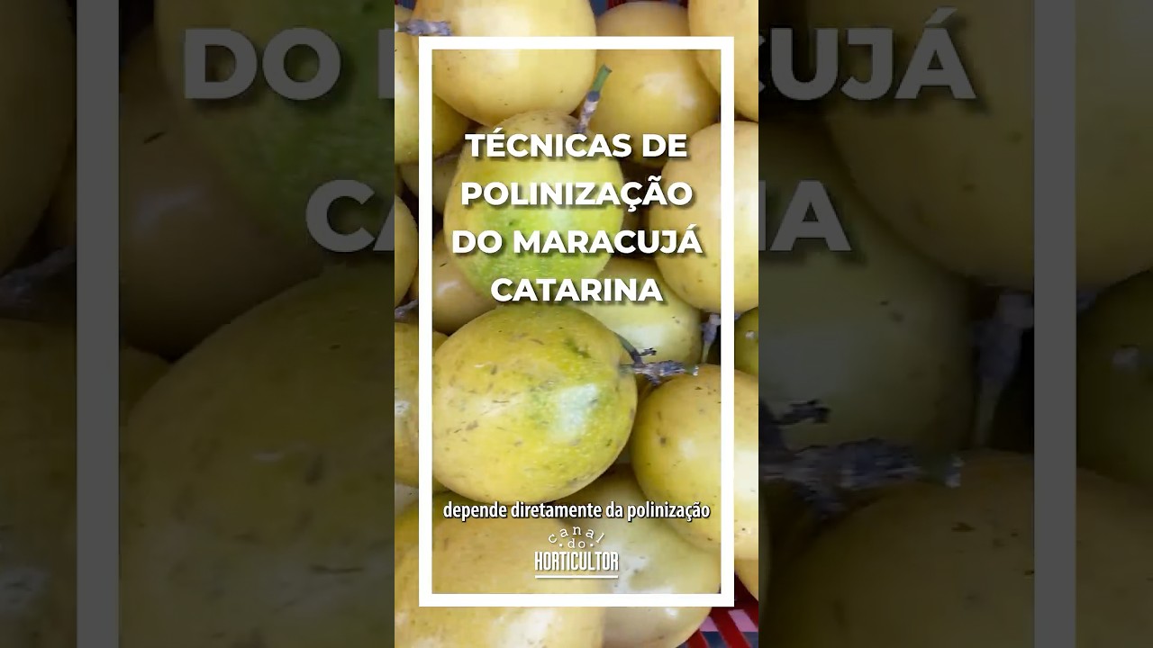 O segredo de um maracujá de qualidade está nos detalhes da polinização!