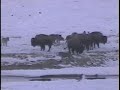 Yellowstone wolves hunting bison