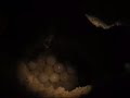 Green Turtle laying eggs at Chagar Hutang,Redang