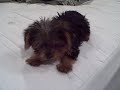 Puppy Yorkie