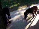 Dog eat dog world Dog eat dog world