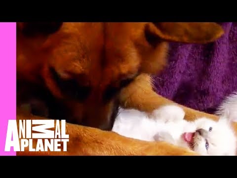 Kittens Befriend German Shepherd | Too Cute