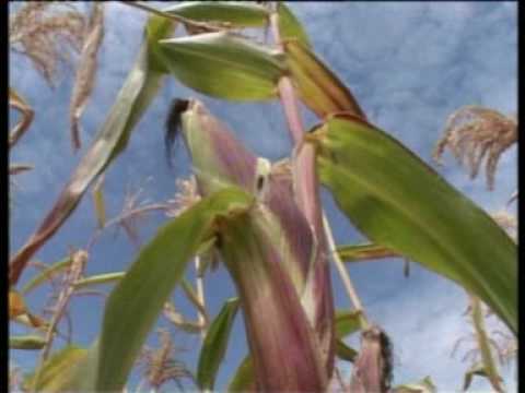 Gebru(Fano) G/Medhin- Tigray