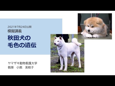 秋田犬の毛色の遺伝