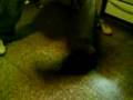videos de la negrita es giratoria