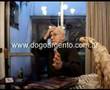 Dogo Argentino video