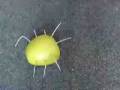 videos de stop motion .mov
