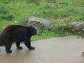 Dangerious Bear