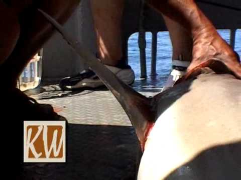 how to skin a shark