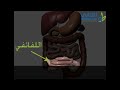 تشريح الجهاز الهضمي -الجزء الرابع