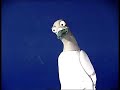 aardman-pigeon.html