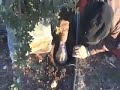 Black Truffle hunting in Australia Black Truffle hunting in Australia