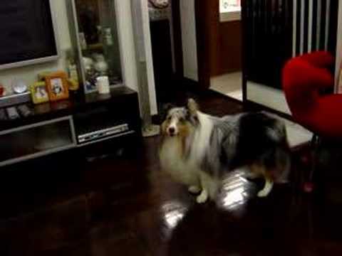 BeBe - Singing Dog