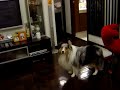 うたう犬動画