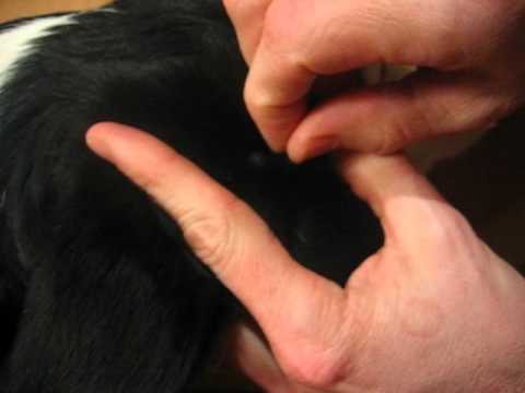 how to remove a tick from a dog