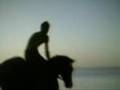 Horses- One Love, One Lifetime