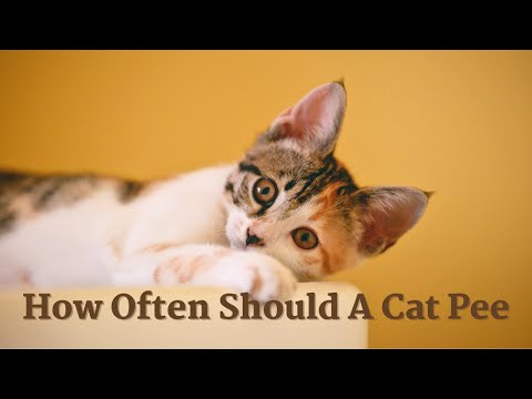 How Often Should A Cat Pee