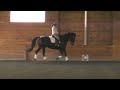 For Sale - Abbyance - dressage horse - lateral work, canter