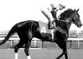 Ruffian Movie