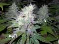 Daily Toke on 420 and Friends