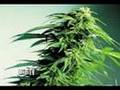 Daily Toke on 420 and Friends