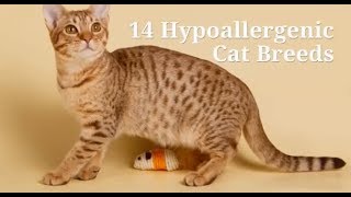 The Best 14 Hypoallergenic Cat Breeds
