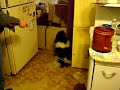 Peoplefood4Dogs.com Feeding Time