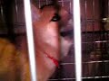 柴犬動画