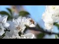Vanishing of the Bees - Ellen Page - YouTube