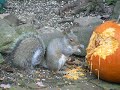 Squirrel vs. Pumpkin, Part 1 of 2