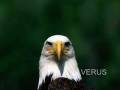 Büszke Sas edda ..flv