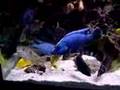 African Cichlid Tank- feeding in 220 gallons!