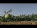 Click to View : Extrait sur les Jardins Polyvalents de la Grande Muraille Verte au Sénégal