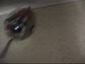 Wall Hugging Mouse Vlog