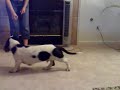 OUR 5 MONTH OLD BASSET HOUND SNOOP / TRAINING