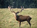 Red Dear Stag Bellowing in Denmark Red Dear Stag Bellowing in Denmark