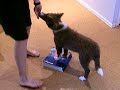 collie tia