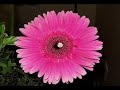 Flores Flores