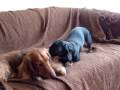 Playing dachshunds
