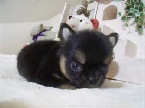 YouTube Preview Image