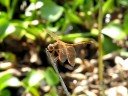 ???????Sympetrum uniforme Selys?    Video 01