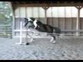 Free Jumping Irish Sport Horse 11/25/07
