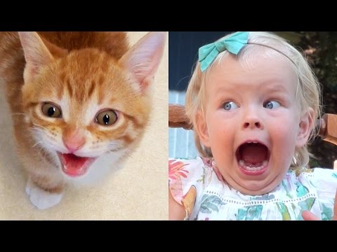 A prova de que os gatos são basicamente bebés