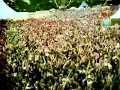 Wolfmother - The White Unicorn