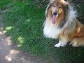 simba