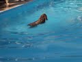 [Video Production London, Spanish Water Dog Diving Demo by Antonio Garcia]
