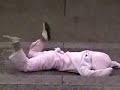 f5et  5feet    clares pig